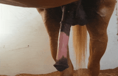 Гифки порно зоо -девки ублажают коня