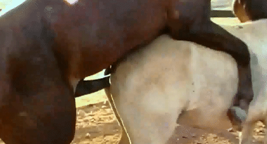 Порно зоогифки-конь всаживает своей белявой подружке полюбовно