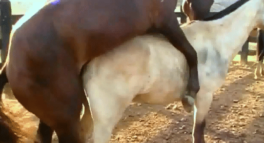Порно зоогифки-конь всаживает своей белявой подружке полюбовно
