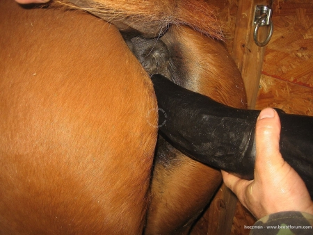 Мужик мастурбирует лошадиную пизду огромным дилдо