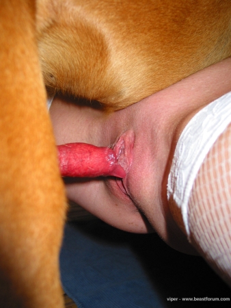 Dogs porn photo возбужденный член собаки в пизде у женщины